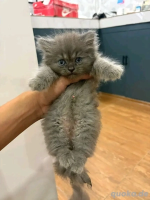 Mein Perserkätzchen  Prinz : Bereit für sein neues Schloss      