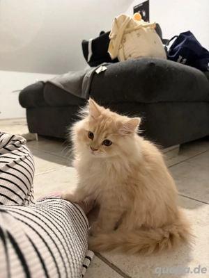 Besonderer Main Coon - Perser Mix