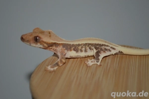 0.0.1 Kronengecko Jungtier