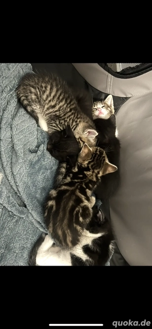 7 babykitten 