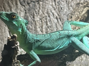 1.0 Basiliscus Plumifrons   Stirnlappenbasilisk