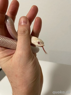 Hakennasennatter Männchen (Heterodon nasicus) Yeti (Axanthic Albino Anaconda)