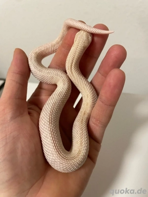 Hakennasennatter Männchen (Heterodon nasicus) Yeti (Axanthic Albino Anaconda)