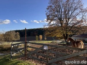 Zwei Plätze im Offenstall frei