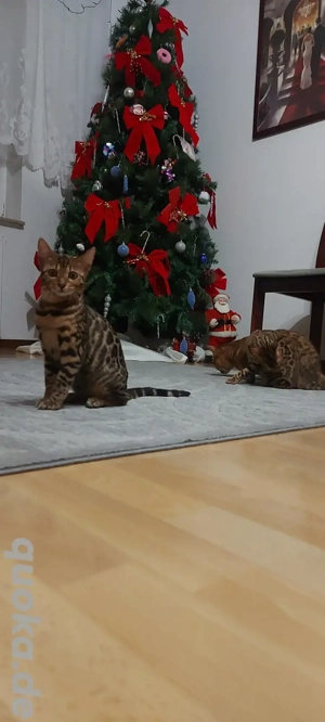 Bengalen kitty Reinrassig 2 Mädchen 