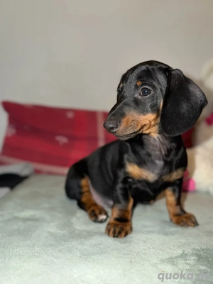 Süße Dackel welpen