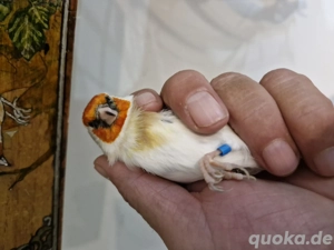 Verkaufe ein Stieglitz Hahn von 24