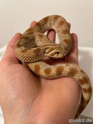 Hakennasennatter Weibchen (Heterodon nasicus) Anaconda het Lucy (leucistic) Toffeebelly