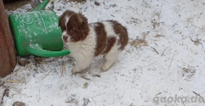Hundewelpen für Haus und Hof für die ganze Familie oder den single 
