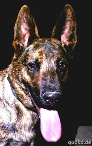 X-Herder + Mali Welpen!!!!!