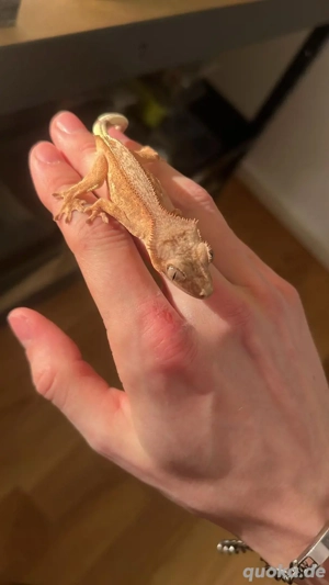 Kronengeckos mit Terrarium zu verkaufen 