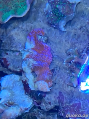 Korallen SPS, LPS Bild 5