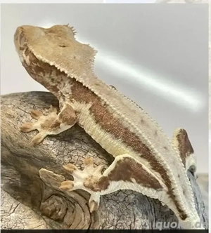 Kronengeckos mit Terrarium zu verkaufen 