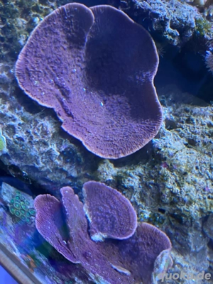 Montipora-Korallen und Scheibenanemonen