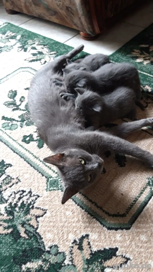 Russisch Blau Mix BKH Kitten 