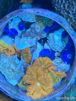 Korallen SPS, LPS Bild 7