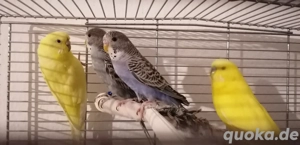 2 Wellensittich Pärchen mit Käfig in gute Hände abzugeben