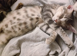 Kätzchen aus dem Tierschutz