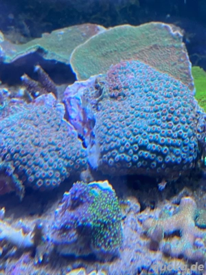 Korallen SPS, LPS Bild 4