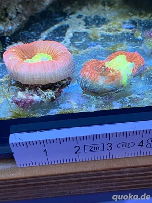 Korallen SPS, LPS Bild 2