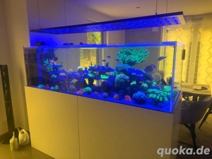 Meerwasser Auflösung Korallen Technik Aquarium  