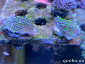 Korallen SPS, LPS Bild 3