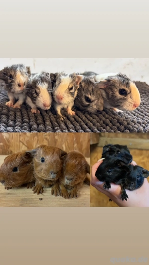 Meerschweinchen suchen 