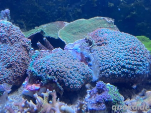 Korallen SPS, LPS Bild 8