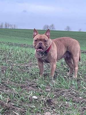 New English Bulldog sucht neues zu Hause