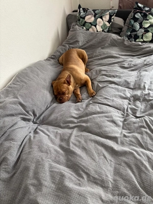 Exotic Bulldog sucht neues zu Hause