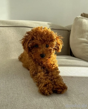 Hausaufzucht von Pudelwelpen