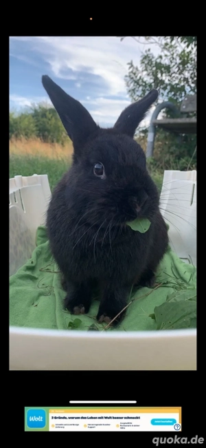 Zwergkaninchen weibchen