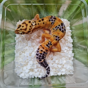 Leopardgecko Männchen 