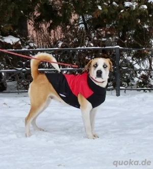 Jessie sucht ein aktives Leben