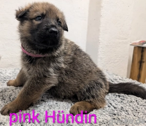 Deutscher Schäferhund Welpe reinrassig 