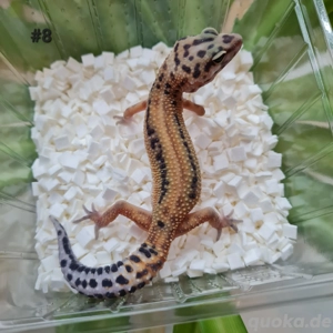 Leopardgecko Weibchen 