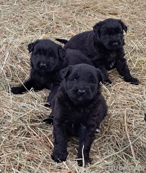 Trollige Altdeutsche Hütehundwelpen 