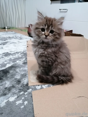 Britisch Langhaar Kitten
