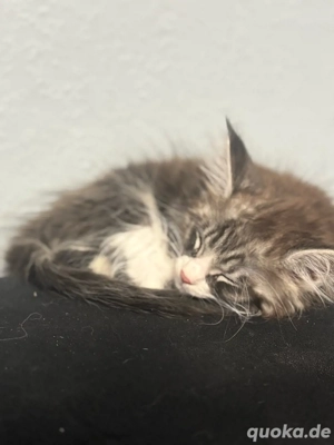 maincoon kitten 