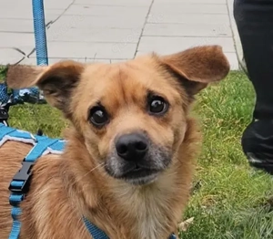 Lollo sucht sein Zuhause