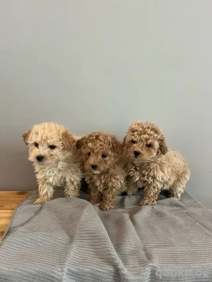 Wunderschöne Maltipoo-Welpen