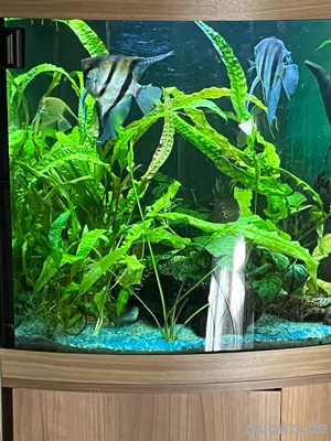 Adulte Prachtschmerlen gesucht