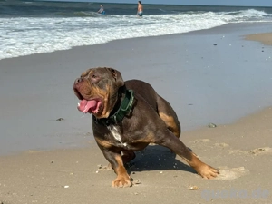 Deckrüde New Engl Bulldogg