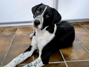 Paolino sucht sein Zuhause