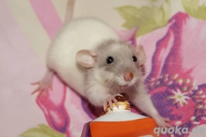 Frankfurter-Rats - Warteliste Bild 9