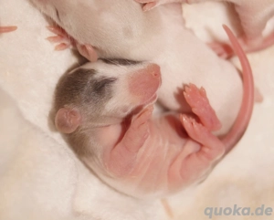 Frankfurter-Rats - Warteliste Bild 6