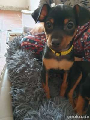 Zwergpinscher Welpen suchen liebevolles Zuhause