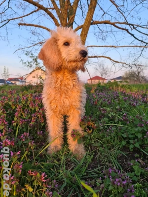 Goldendoodle Welpen Wurfankündigung 