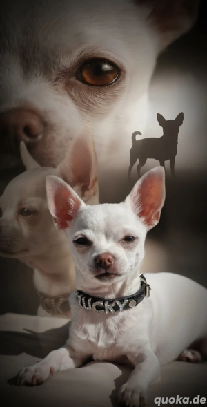 Chihuahua Rüde Lucky