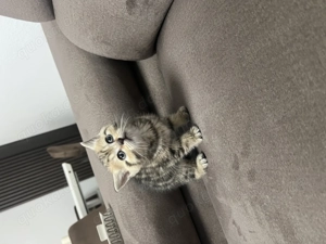 Süße Kätzchen abzugeben 